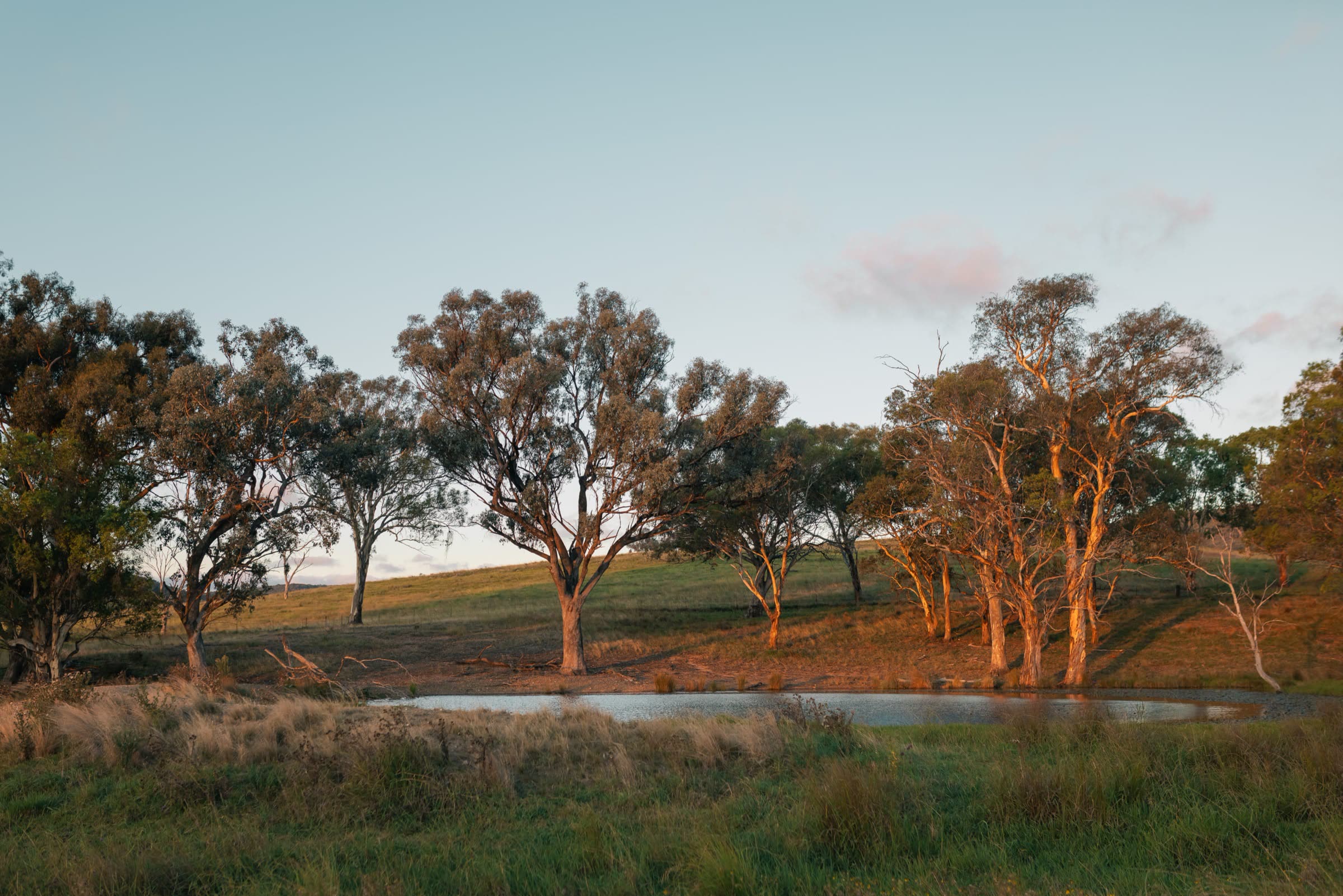 Gum trees lit by last light beside a farm dam near Mudgee, New South Wales