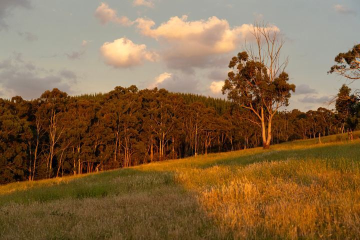 Eucalypt woodland on rural land